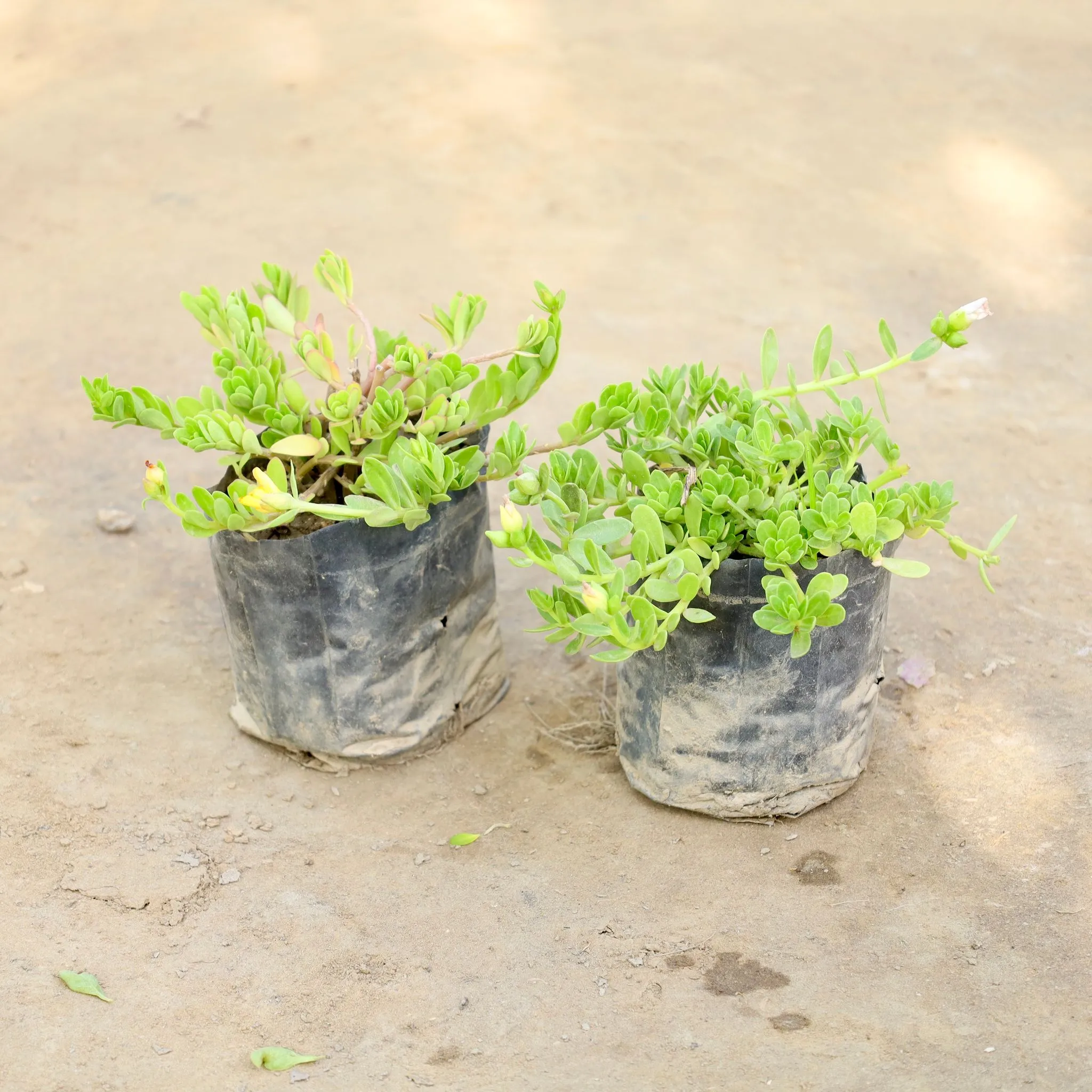 Set of 2 - Kulfa /Moss Rose / Common Purslane (Any Colour) in 4 Inch Nursery bag