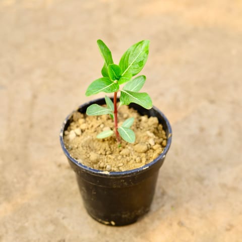 Sadabahar / Vinca / Periwinkle (any colour) in 5 inch Nursery pot