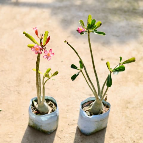 Set of 2 - Adenium (Any Colour) in 7 Inch Nursery bag