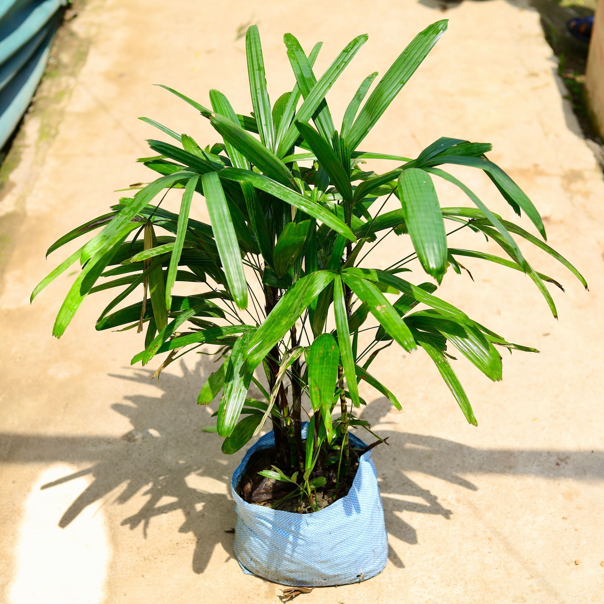 Raphis Palm in 10 Inch Nursery Bag