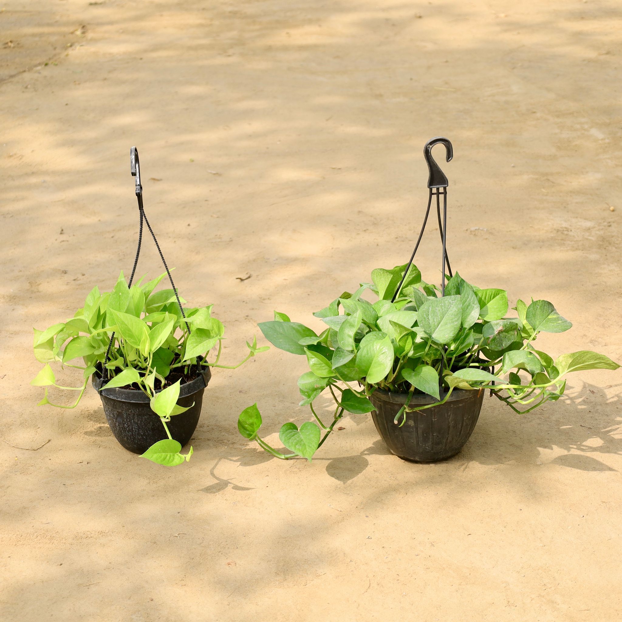 Set of 2 - Money Plant Green & Money Plant Golden in 6 Inch Hanging Basket (Any Colour)