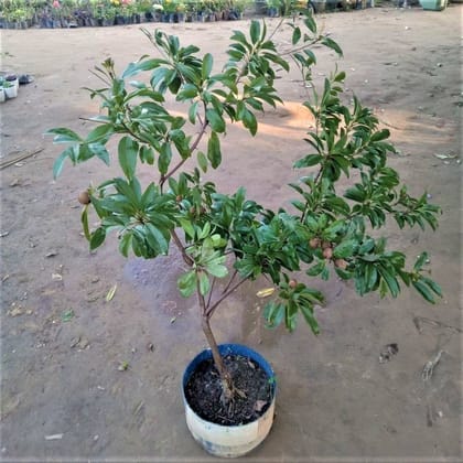 Grafted Cheeku / Chickoo in 10 Inch Nursery Bag