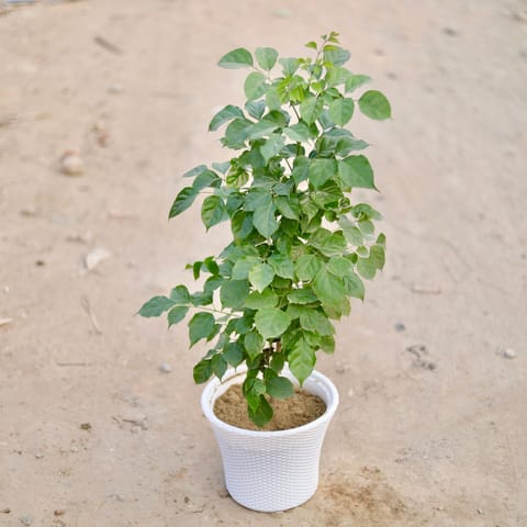 China Doll / Radermachera (~ 2 Ft) in 10 Inch Live Fresh Plant Classy White Check Textured Plastic Pot in Tilak Nagar