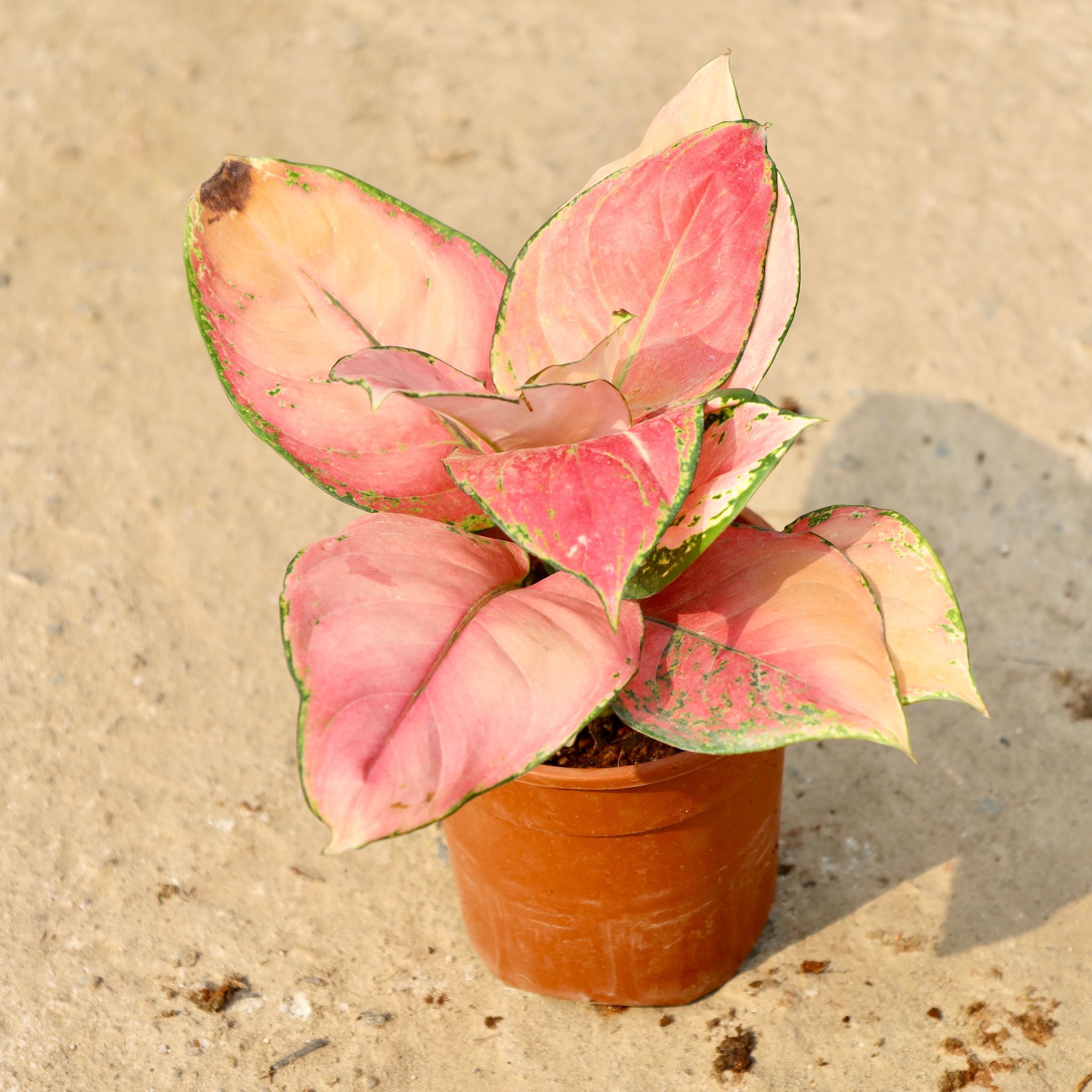 Aglaonema Wishes in 5 Inch Nursery Pot