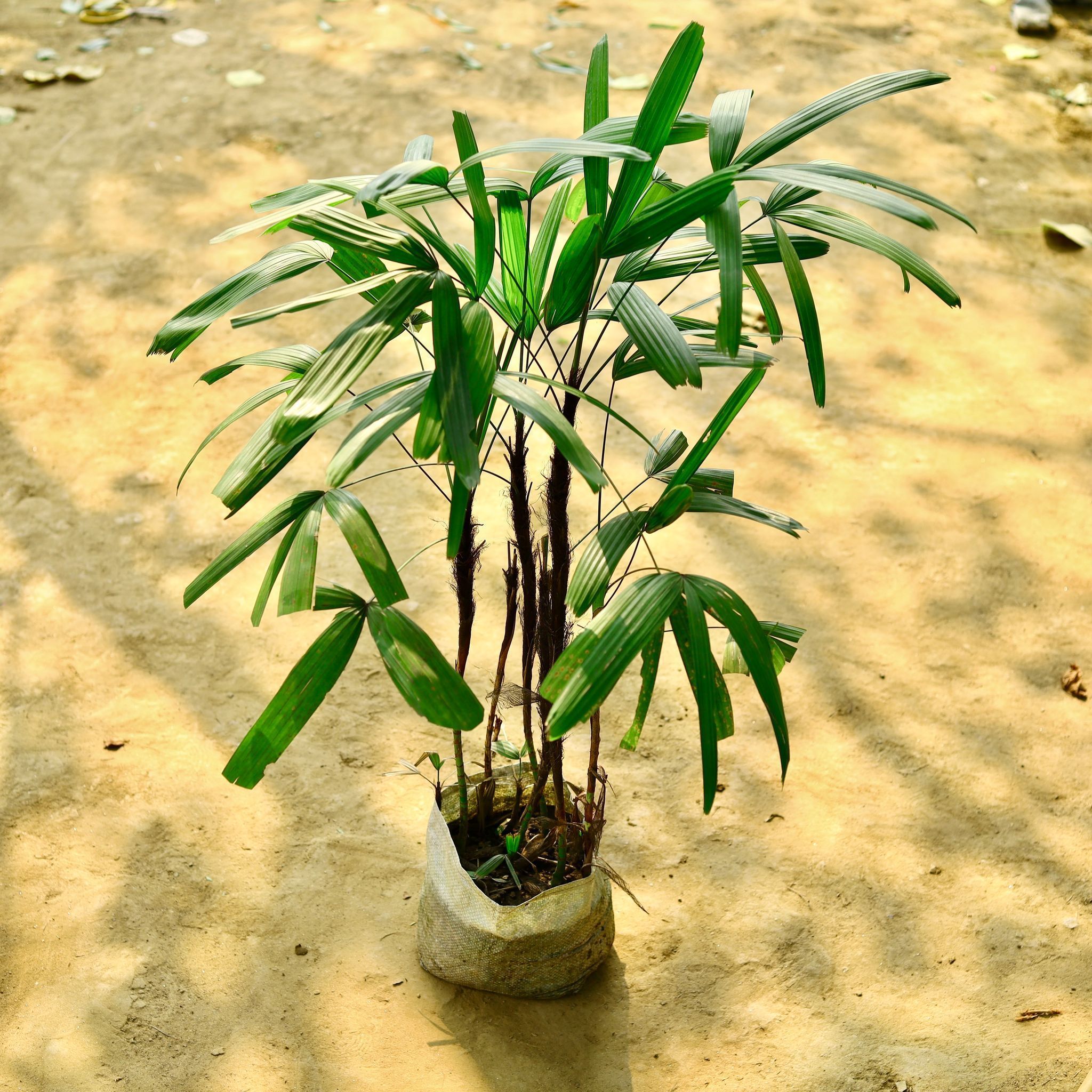 Raphis / Rhapis Palm (~ 2 Ft) in 7 Inch Nursery Bag