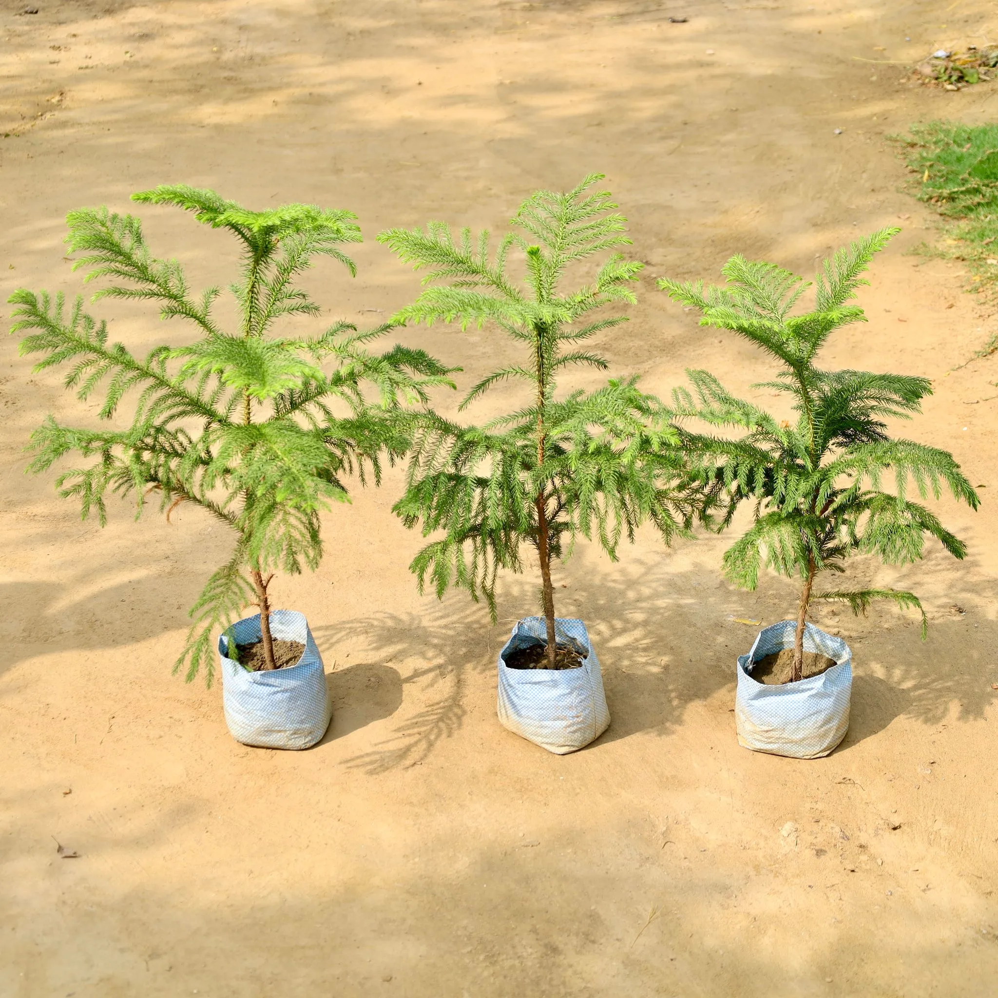 Set of 3 - Araucaria / Christmas Tree in 6 Inch Nursery Bag