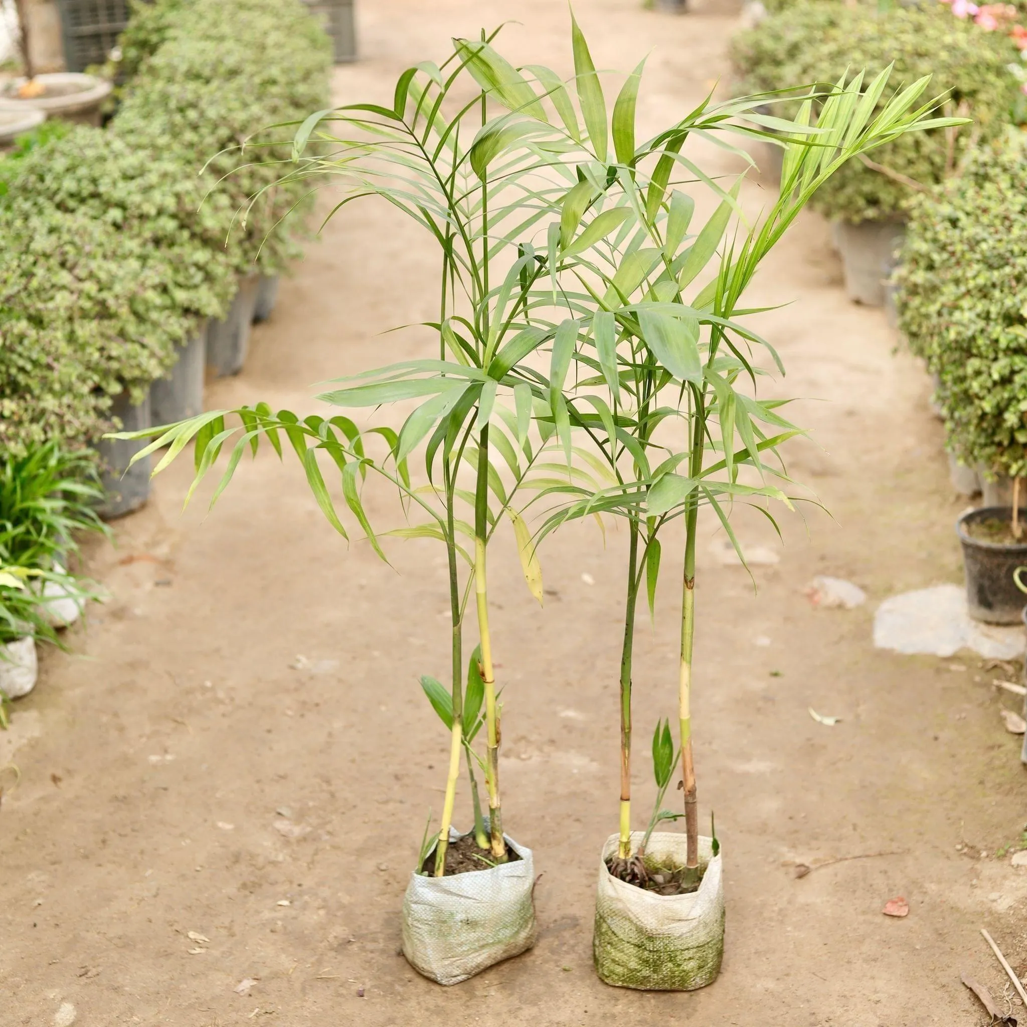 Set of 2 - Cane Palm in 7 Inch Nursery Bag