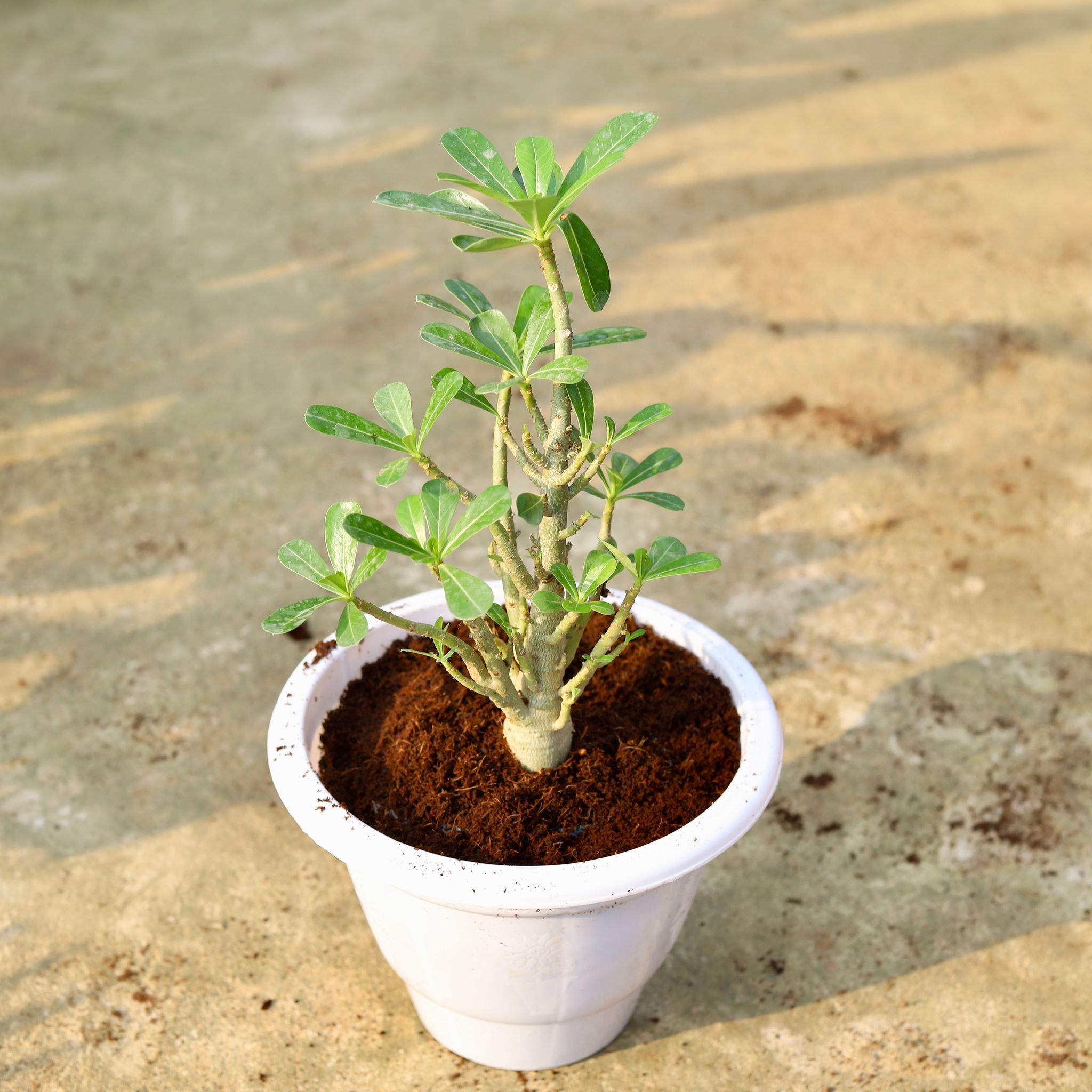 Adenium Pink in 10 Inch Classy White Plastic Pot