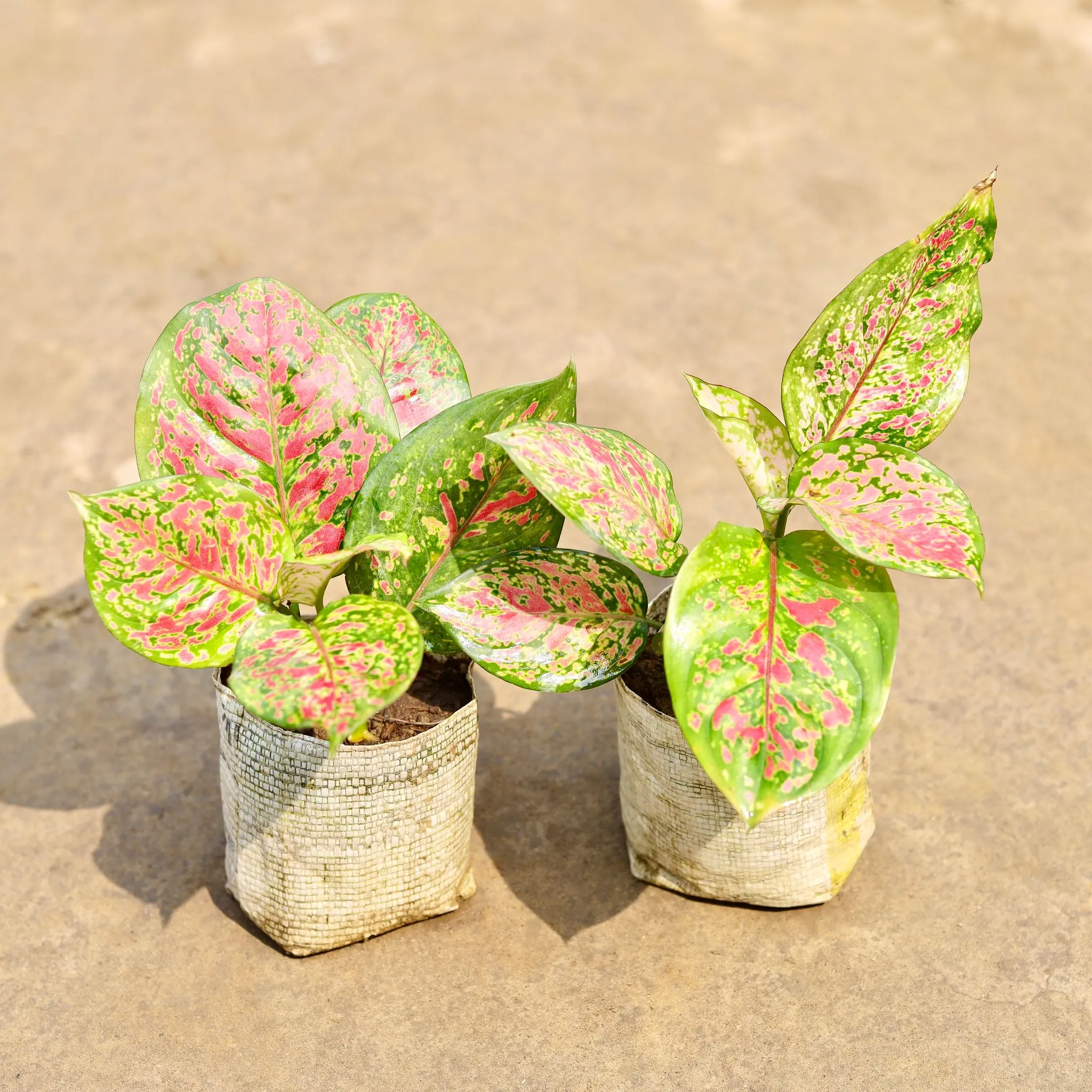 Set of 2 - Aglaonema Valentine in 4 Inch Nursery bag