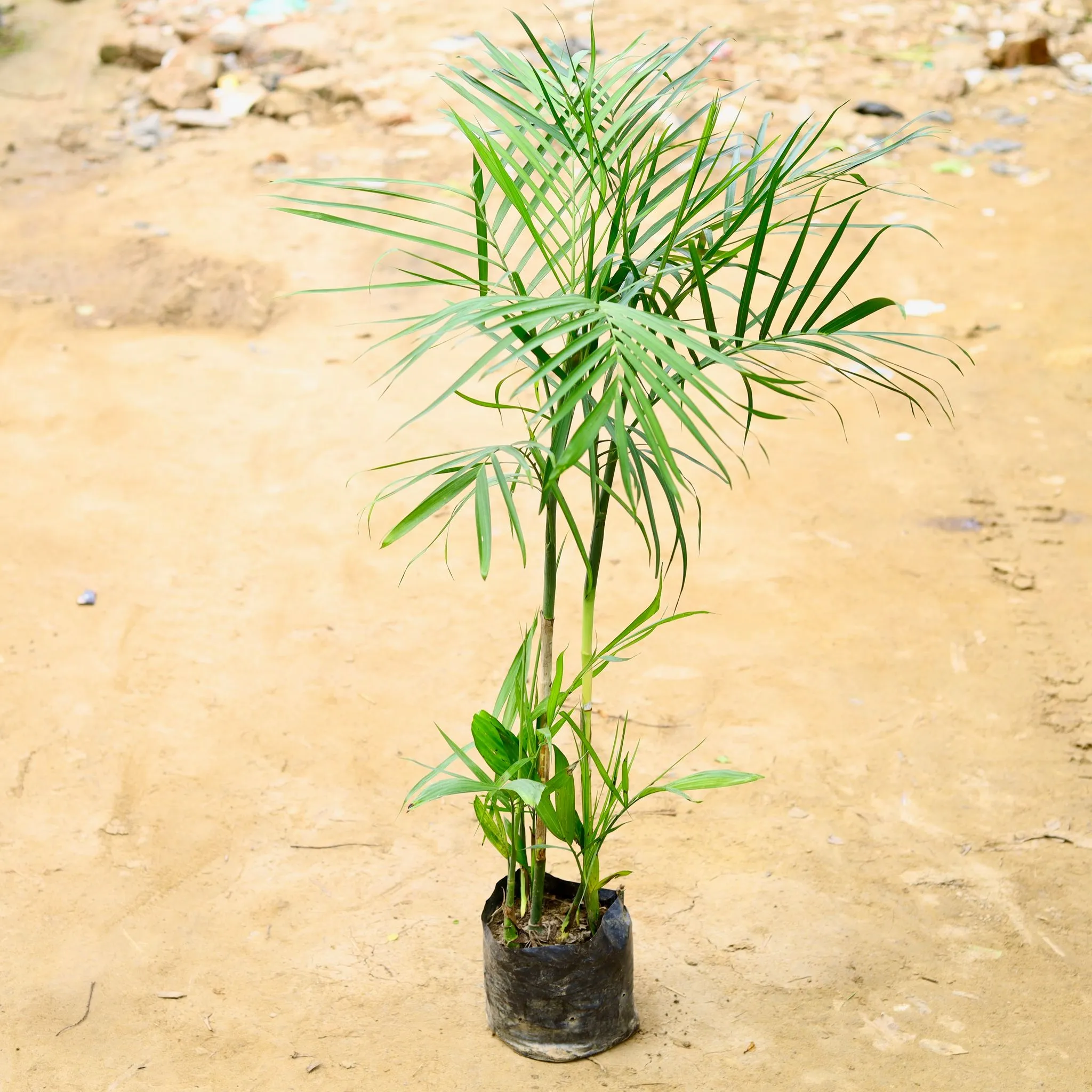 Bamboo Palm (~ 3-3.5 Ft) in 10 Inch Nursery Bag