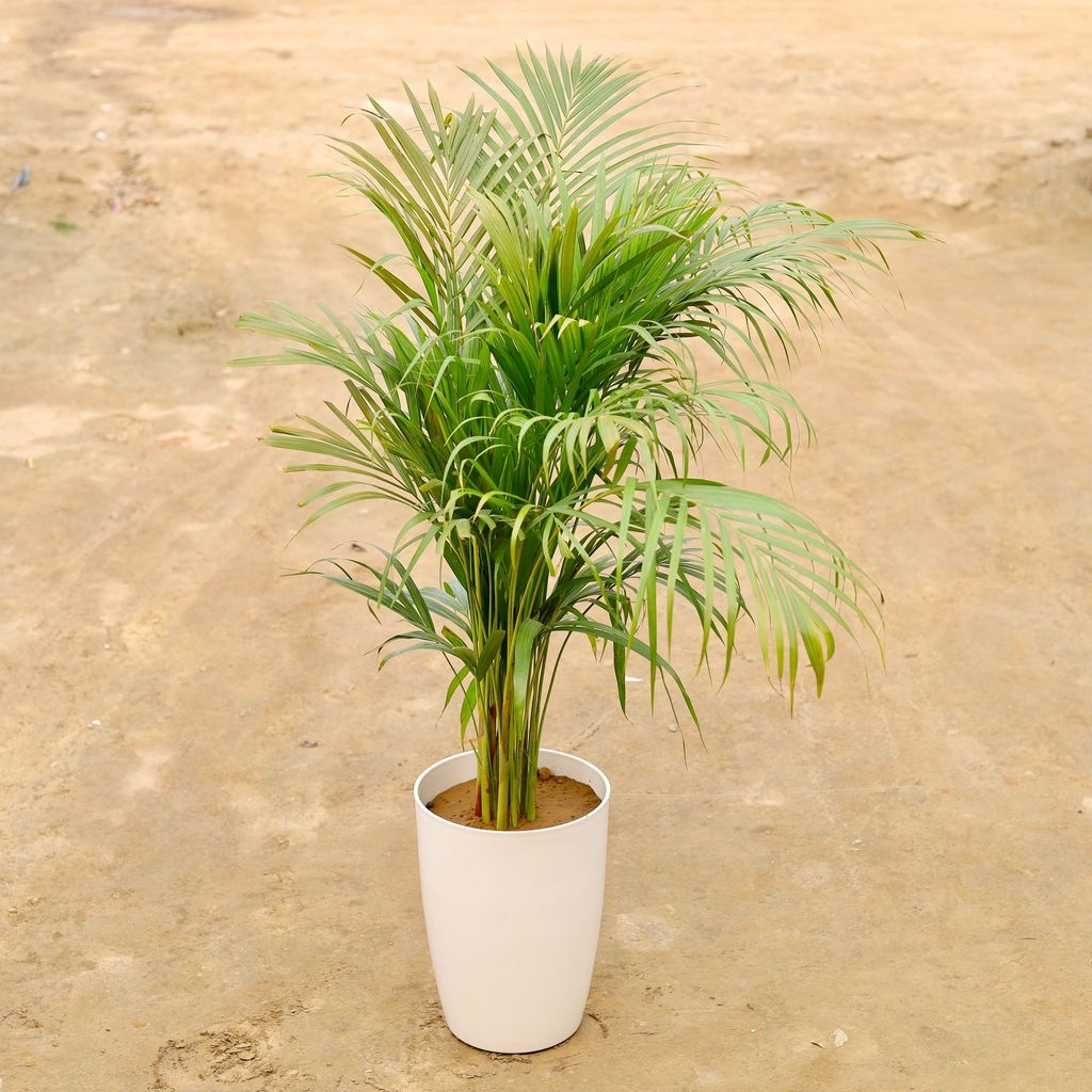 Areca palm in 14 Inch White Round Tower Plastic Pot