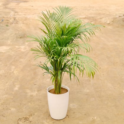 Buy Areca palm in 14 Inch White Round Tower Plastic Pot | Urvann.com
