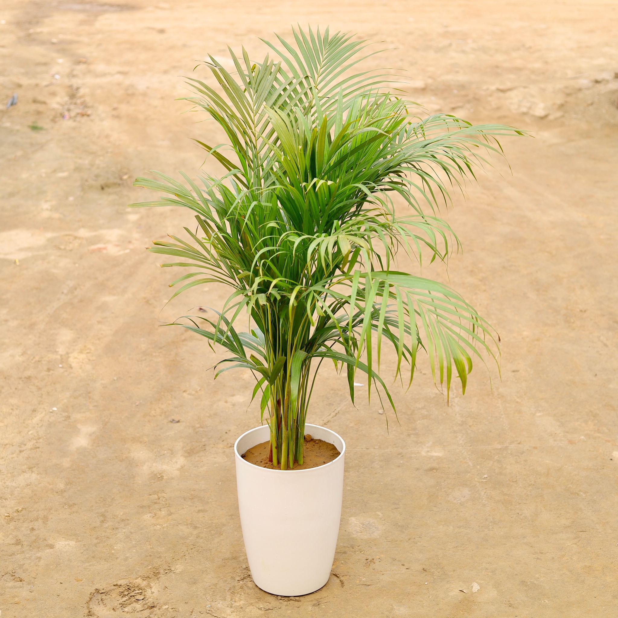 Areca palm in 14 Inch White Round Tower Plastic Pot