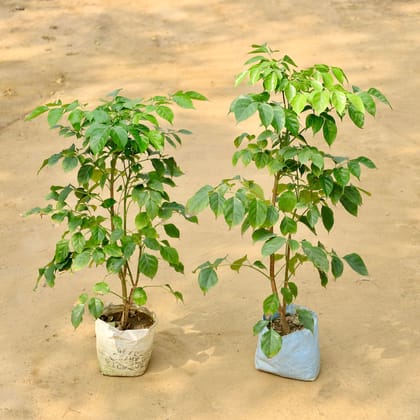 Buy Set of 2 - China Doll / Radermachera in 7 Inch Nursery Bag Online | Urvann.com