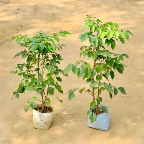 Set of 2 - China Doll / Radermachera (3 Ft) in 7 Inch Live Fresh Plant Nursery Bag in Mohan Nagar