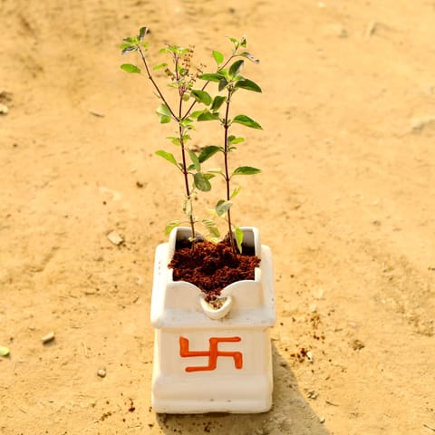 Shyama Tulsi in 8 Inch White Tulsi Ceramic Pot