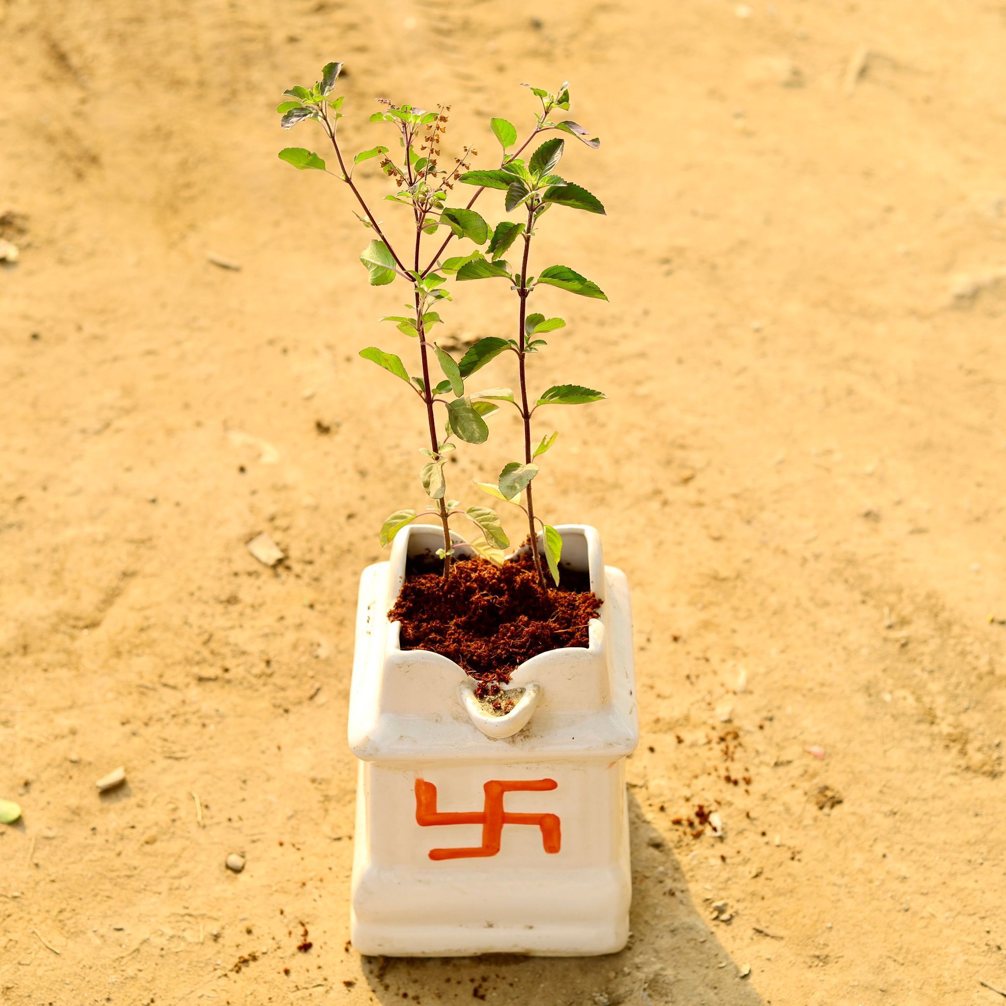 Shyama Tulsi in 8 Inch White Tulsi Ceramic Pot