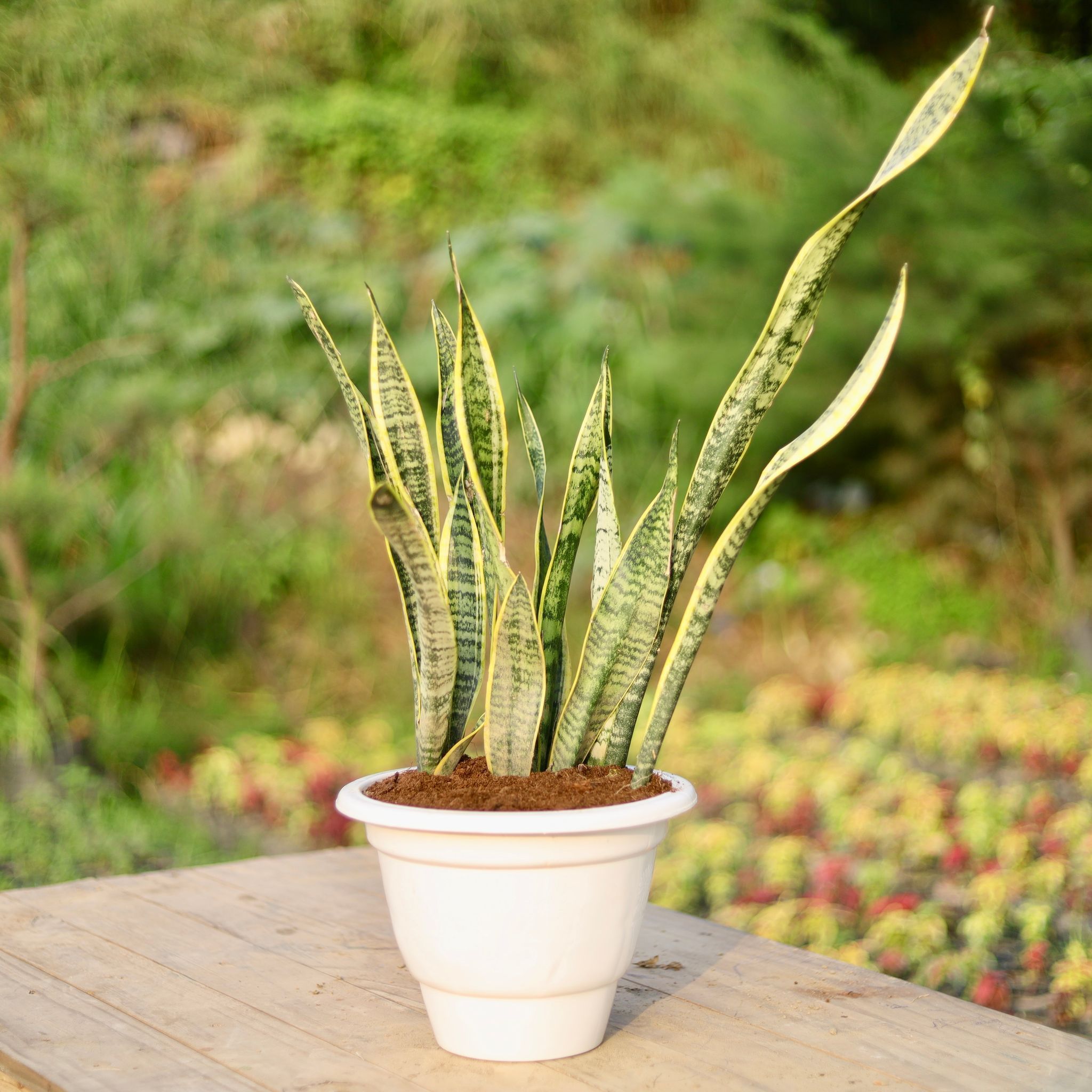 Snake Variegated Long in 10 Inch Classy White Plastic Pot
