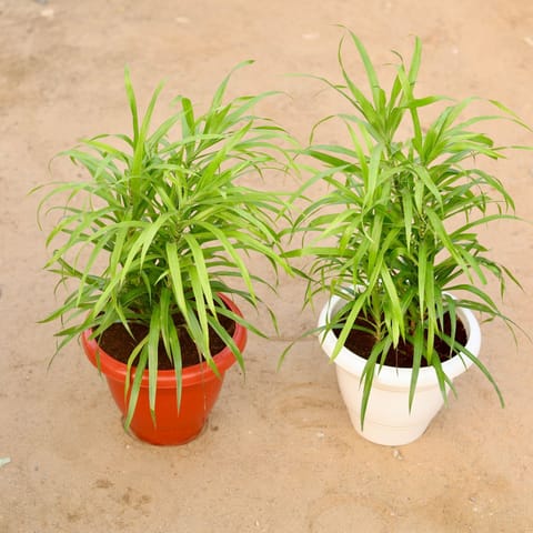 Set of 2 - Dracaena Green in 10 Inch Classy Plastic Pot (any colour)