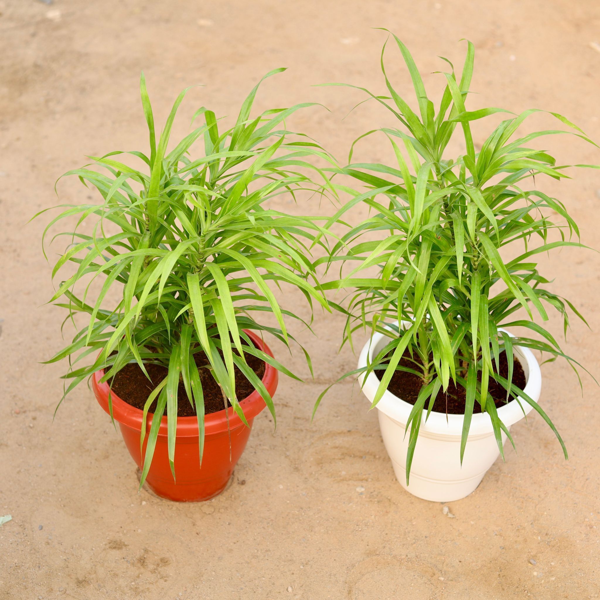 Set of 2 - Dracaena Green in 10 Inch Classy Plastic Pot (any colour)