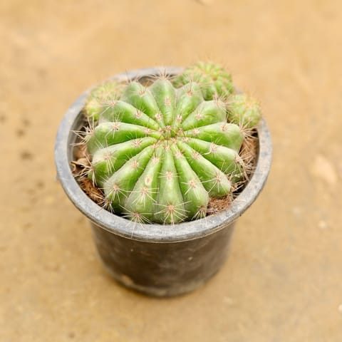 Echinopsis hybrid Zeus in 6 Inch Nursery Pot