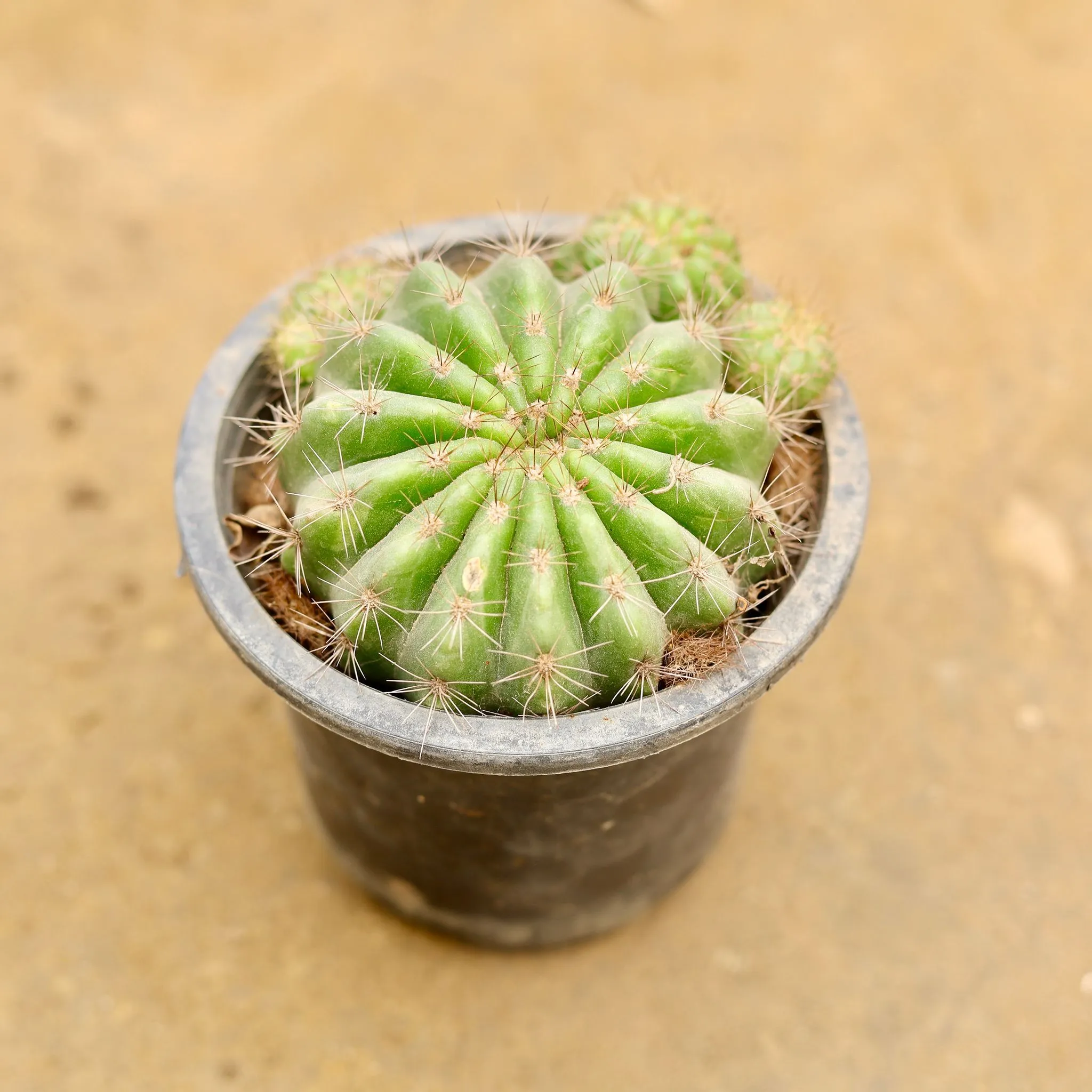 Echinopsis hybrid Zeus in 6 Inch Nursery Pot