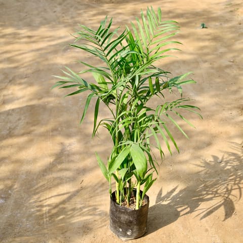 Bamboo Palm (3-4 Ft) in 10 Inch Nursery Bag