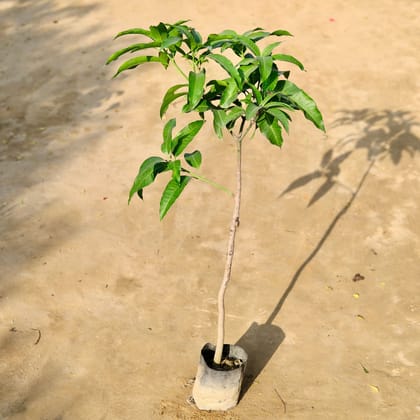 Buy Mango All Season in 7 Inch Nursery bag Online | Urvann.com