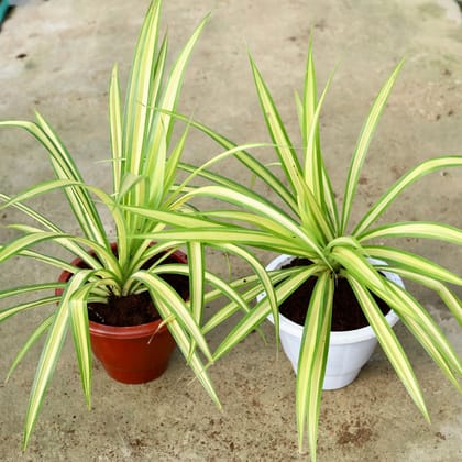 Buy Set of 2 - Pandanus / Screwpine In 10 Inch Classy Red & White Plastic Pot Online | Urvann.com
