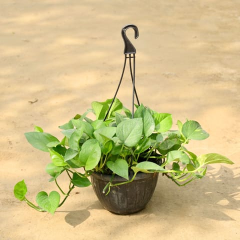 Money Plant Green in 8 Inch Hanging Basket (Any Colour)