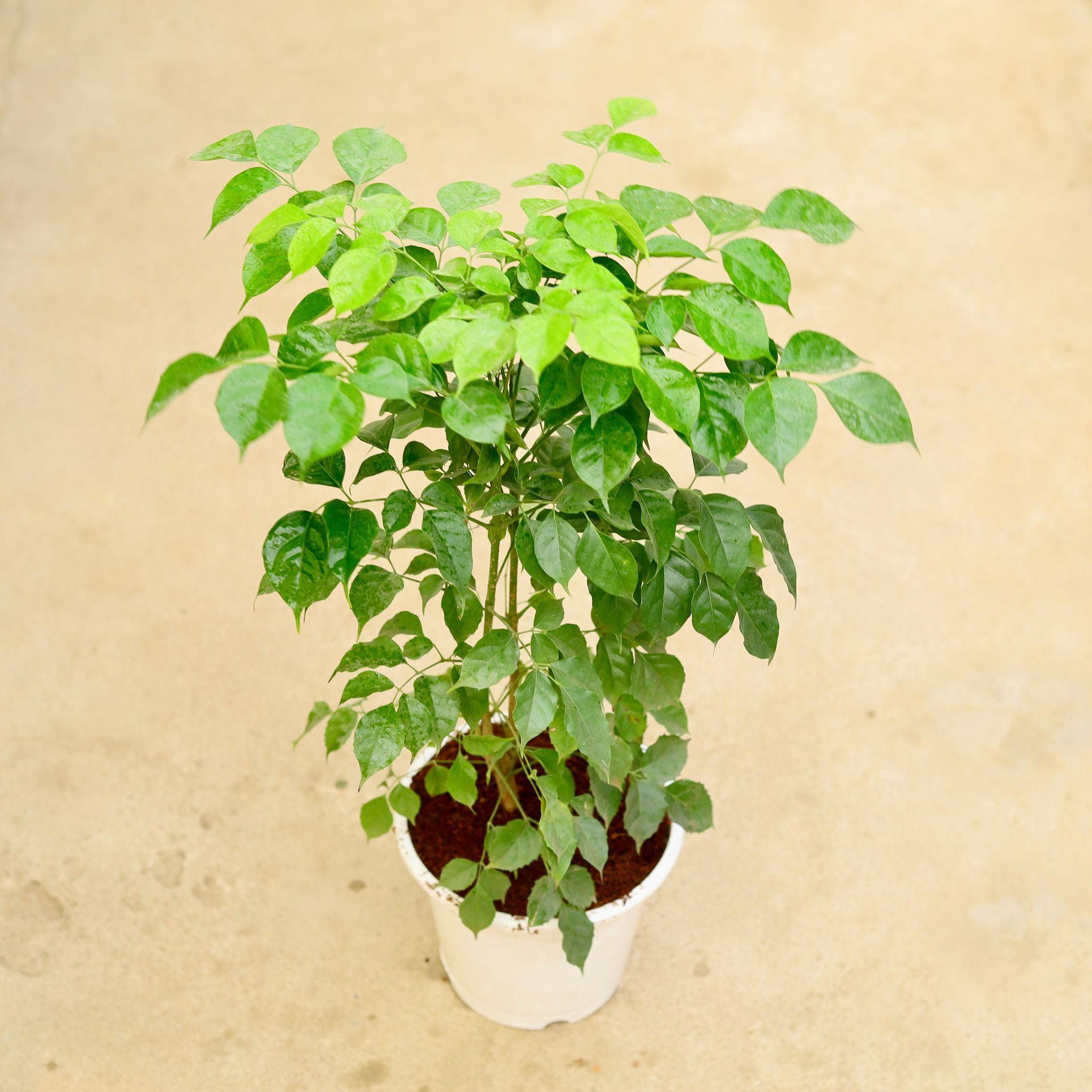 China Doll / Radermachera in 8 Inch White Nursery Pot
