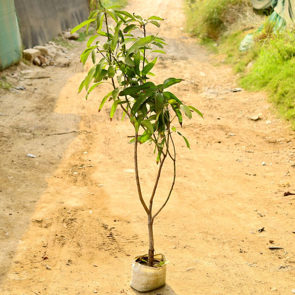 Mango Grafted (~ 3 Ft) in 6 Inch Nursery Bag