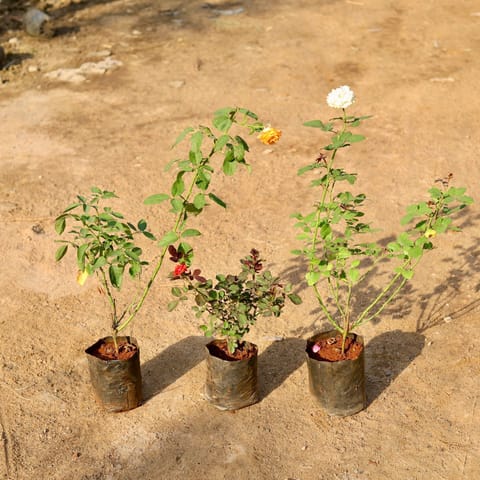 Set of 3 - English Rose (any colour) in 6 Inch nursery bag