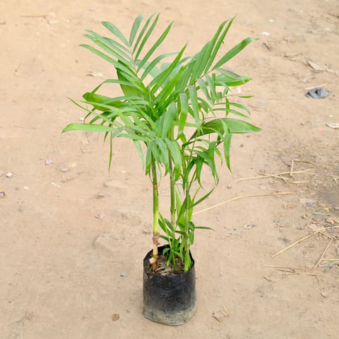 Bamboo Palm / Sikotiya Palm in 10 Inch Nursery bag
