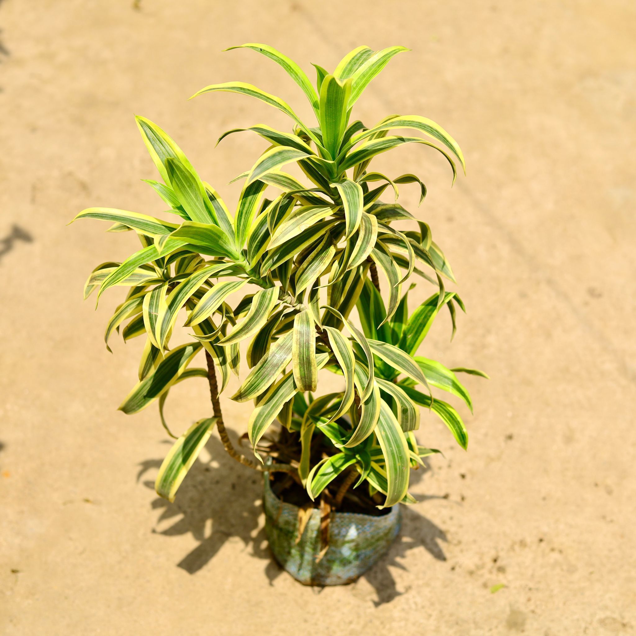 Song of India Green / Dracaena Messanger in 10 Inch Nursery Bag