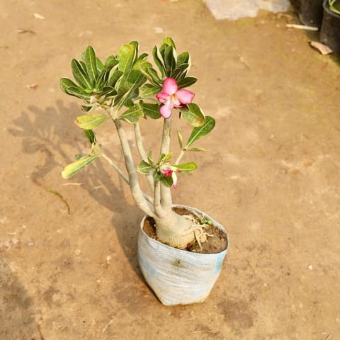 Adenium Pink in 7 Inch Nursery Bag