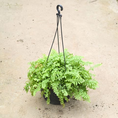 Fern Green (Pune Variety) in 8 Inch Black Hanging Basket