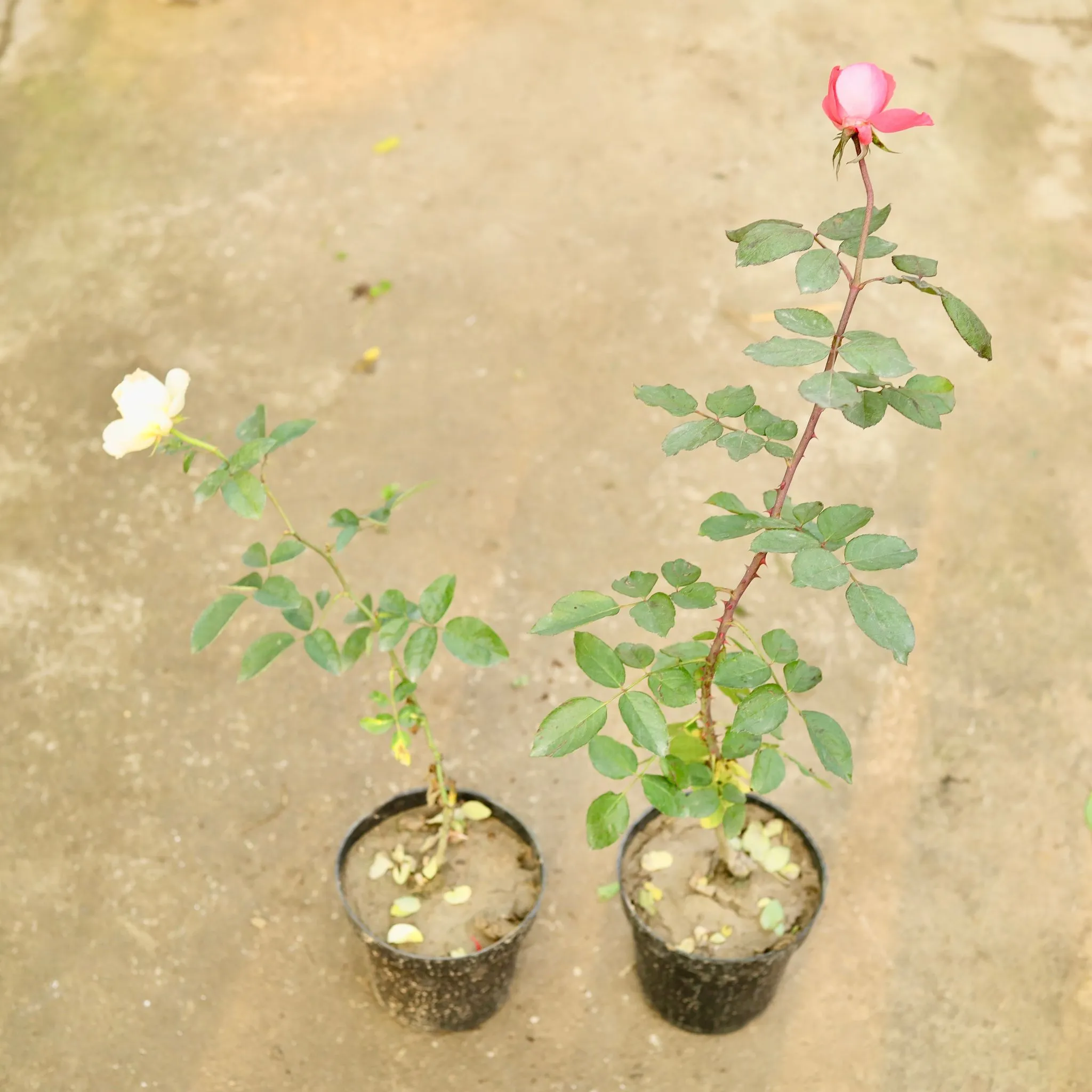Set of 2 - Rose (any Colour) in 6 Inch Nursery Pot