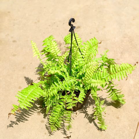 Golden Fern in 8 Inch Hanging Basket