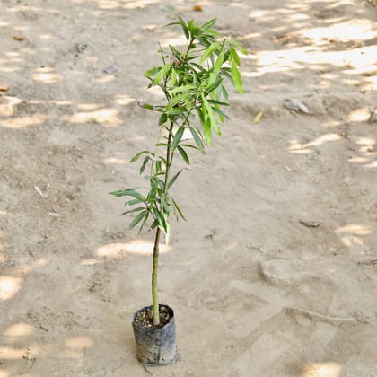 Buy Mango (2-2.5 Ft) in 6 Inch Nursery bag Online | Urvann.com