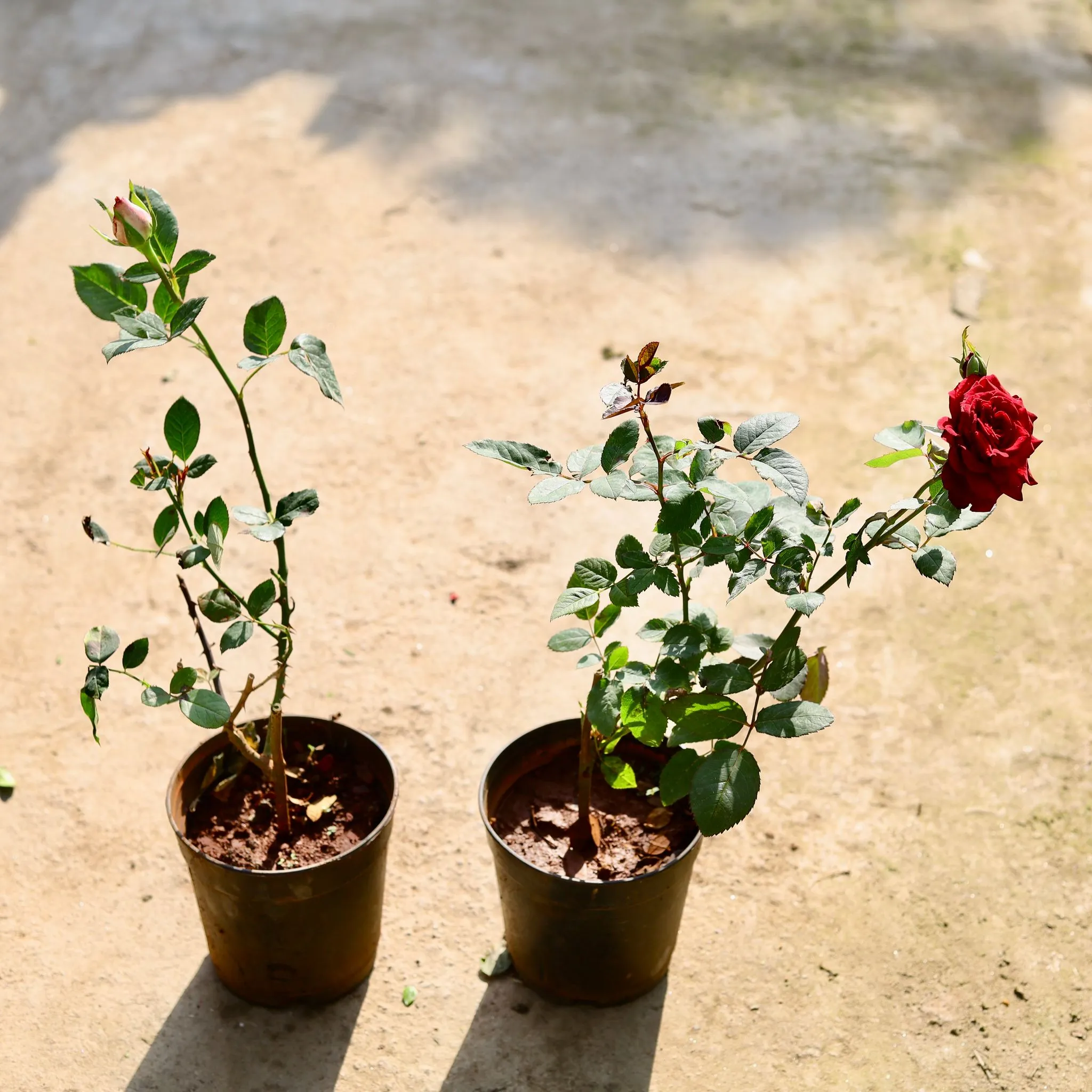 Set of 2 - English Rose (Any Colour) in 6 Inch Nursery Pot