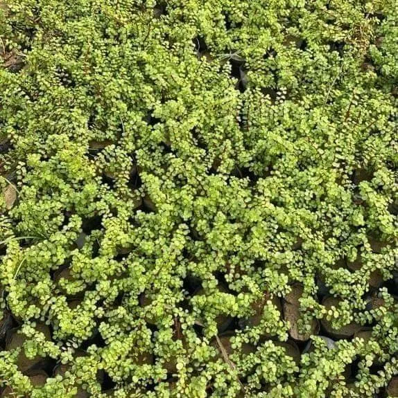 Set of 4 - Jade Plants in 4 Inch Nursery Bag