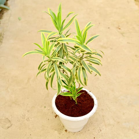 Song of India Green / Dracaena Messanger in 10 Inch White Classy Plastic Pot