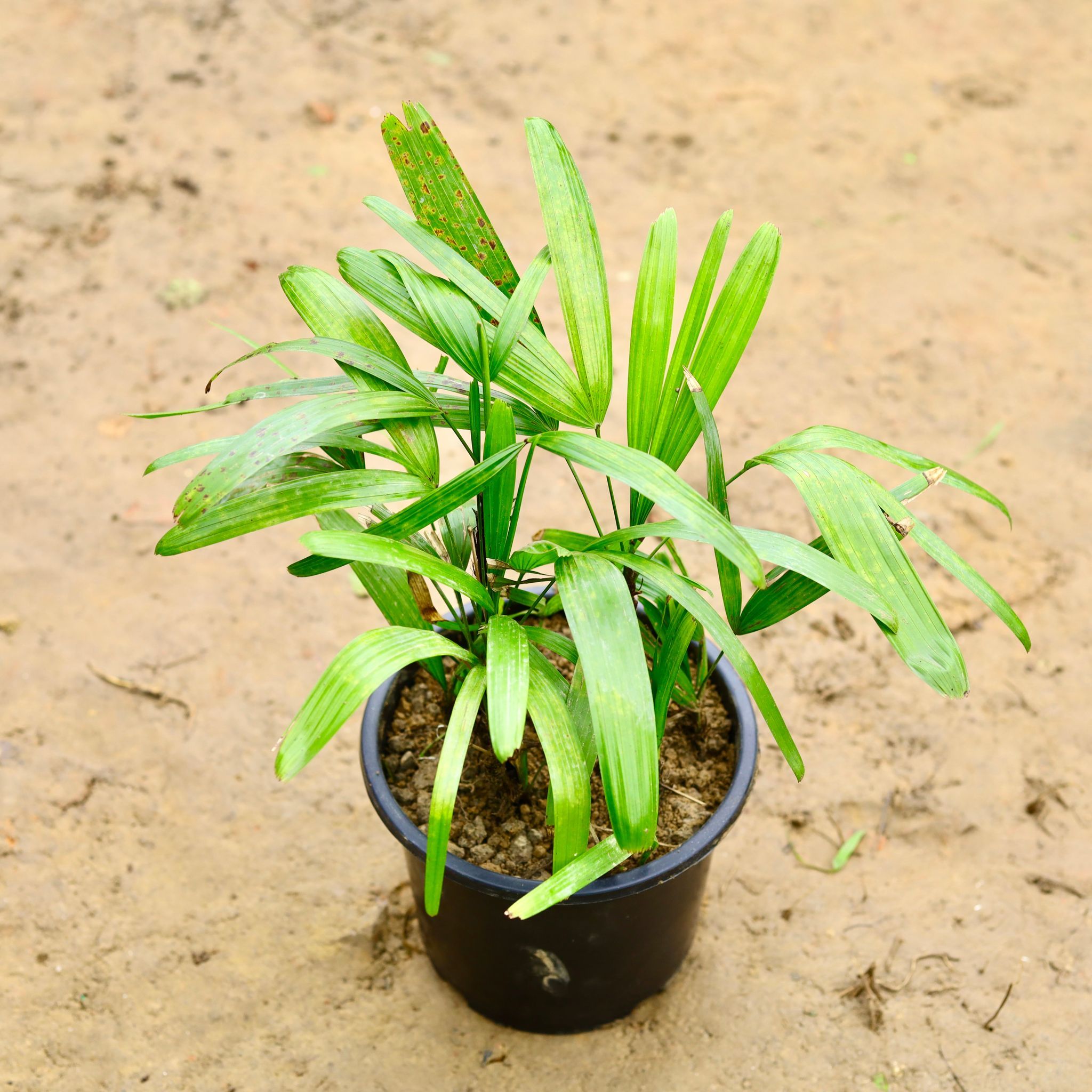 Rhapis Palm in 8Inch Nursery Pot