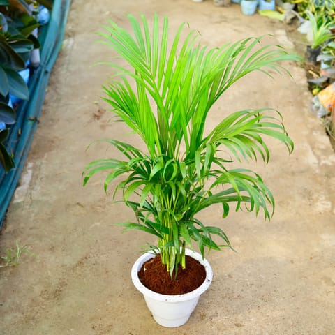 Areca Palm (~ 2 Ft) in 10 Inch White Classy Plastic Pot