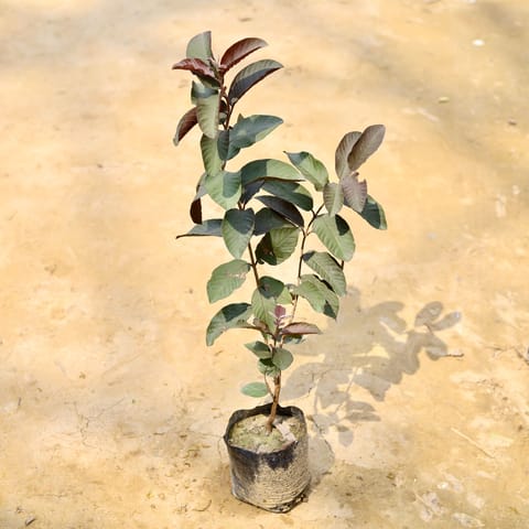 Amrood / Guava?Black in 6 Inch Nursery Bag