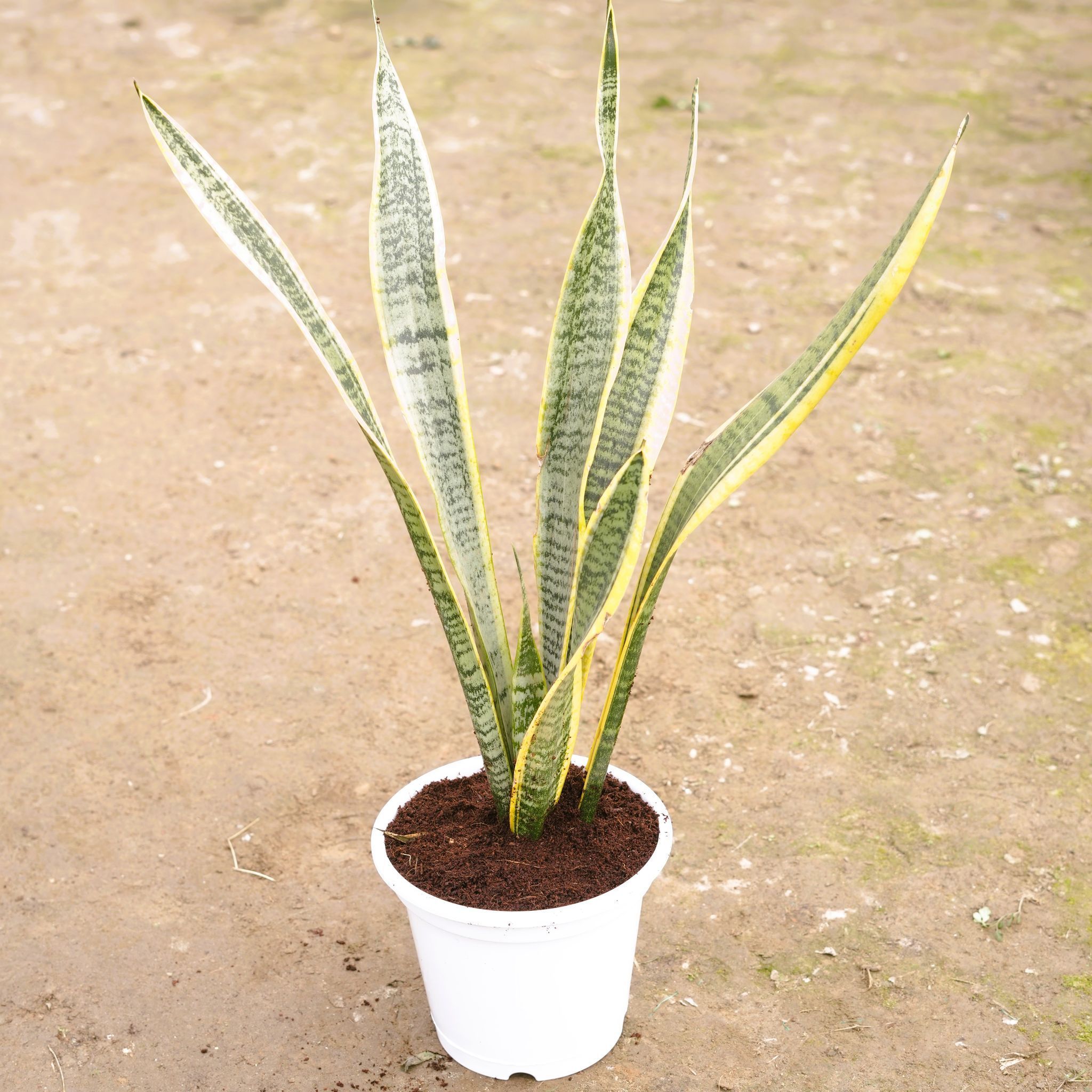 Snake Yellow Long in 8 Inch White Nursery Pot