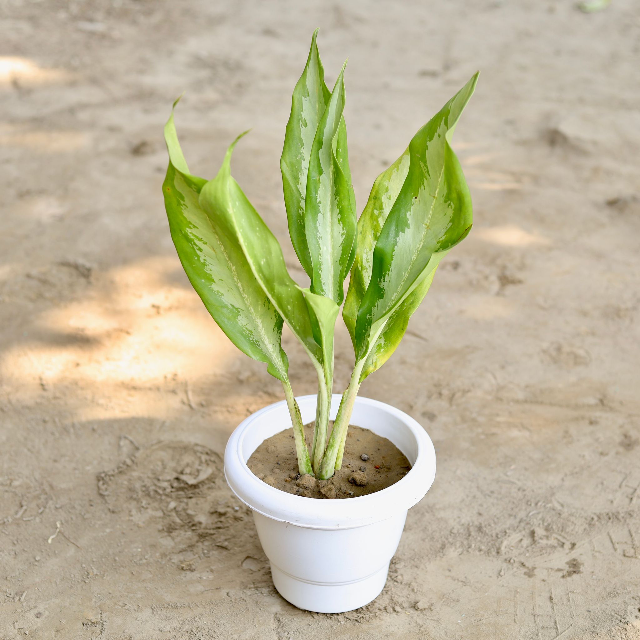 Aglaonema Green Lance in 8 Inch Classy White Plastic Pot