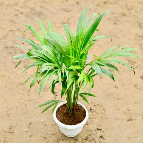 Areca Palm (~ 3 ft) in 8 Inch Classy White Olive Plastic Pot
