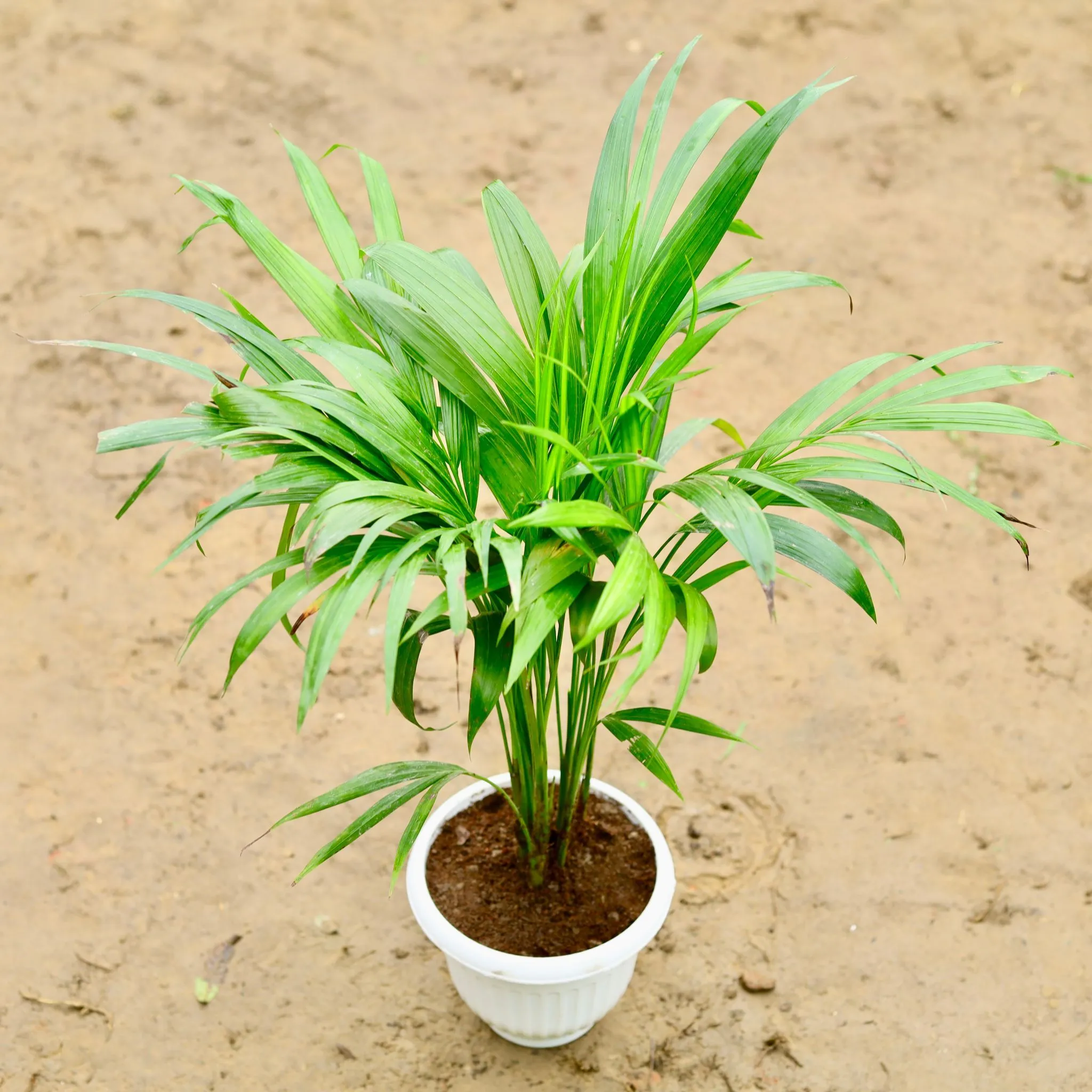 Areca Palm (~ 3 ft) in 8 Inch Classy White Olive Plastic Pot